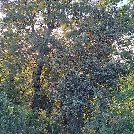 Casa Con Bosco E Vista Mare
