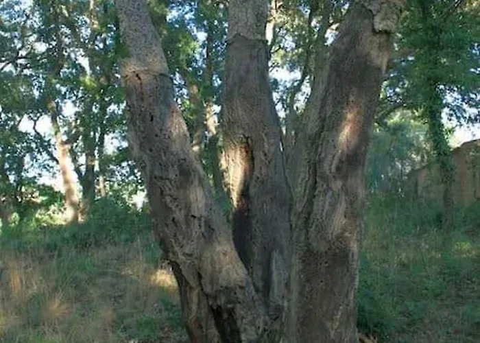Prázdninový dům Casa Con Bosco E Vista Mare Montescudaio